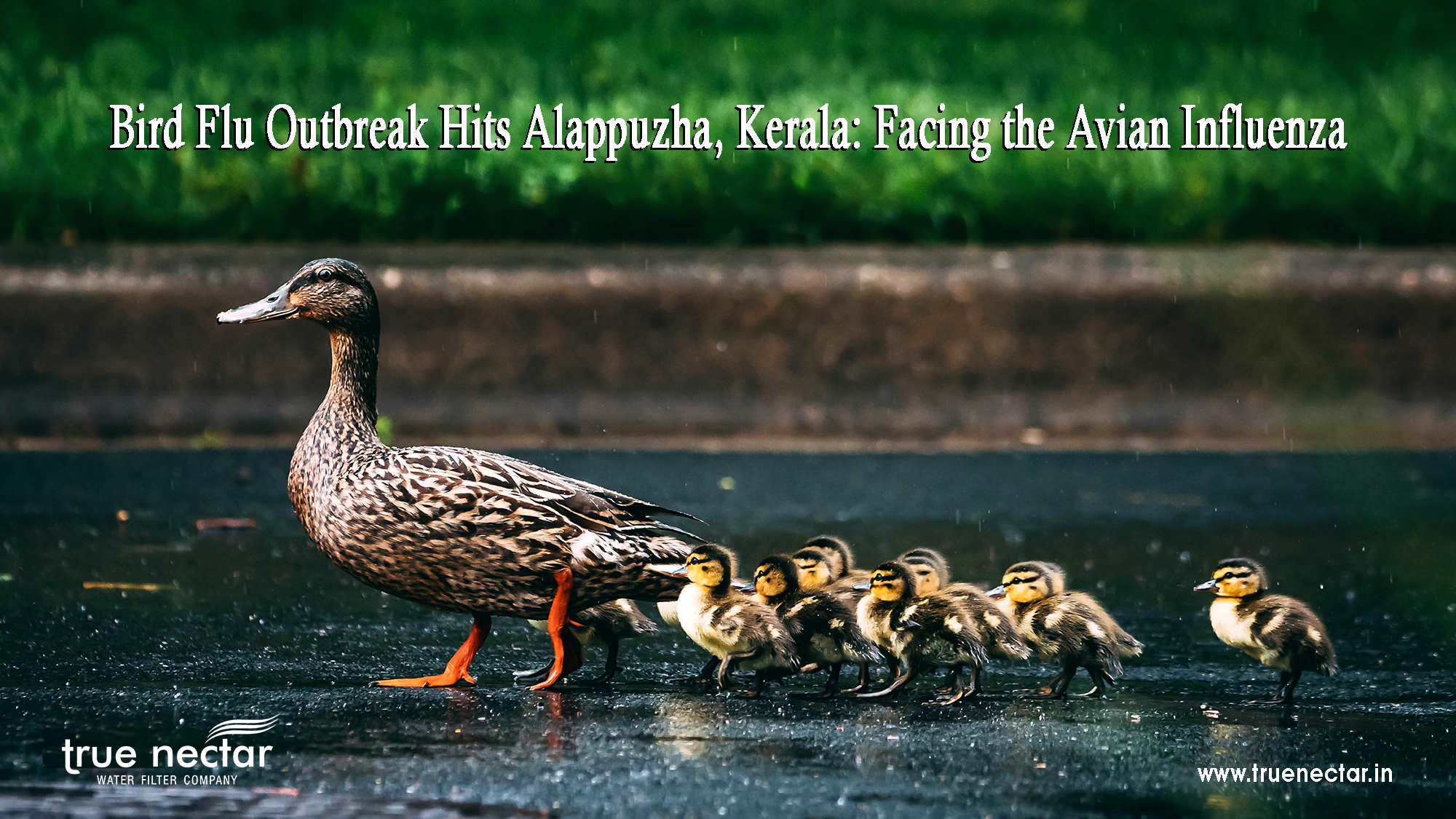 Bird Flu Outbreak Hits Alappuzha, Kerala - Facing the Avian Influenza